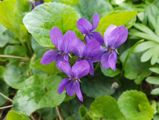 Violet, viola odorata,