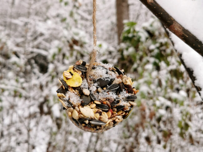 Vogelfutter selbst gemacht